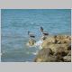49. pelikanen op de pier, klaar om te gaan vissen.JPG